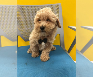Bichpoo Puppy for sale in RANDOLPH, MA, USA