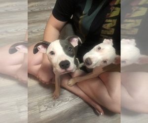 American Pit Bull Terrier Puppy for sale in SWANSEA, IL, USA