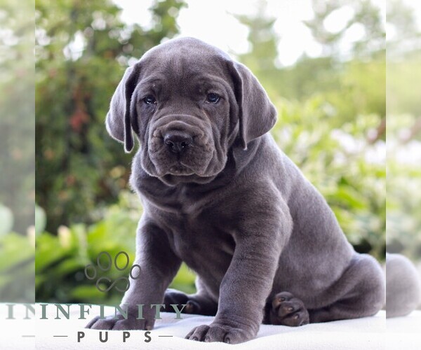 Medium Photo #1 Cane Corso Puppy For Sale in LANCASTER, PA, USA