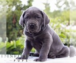 Small Cane Corso