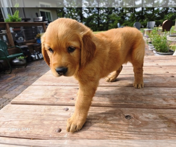 Medium Photo #1 Golden Retriever Puppy For Sale in LEON, KS, USA