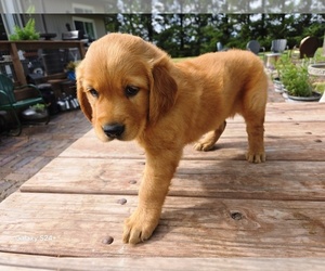 Golden Retriever Puppy for sale in LEON, KS, USA