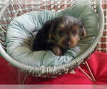 Small #4 Yorkshire Terrier