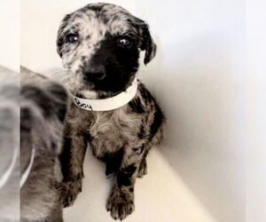 Labrador Retriever Dogs for adoption in Houston, TX, USA