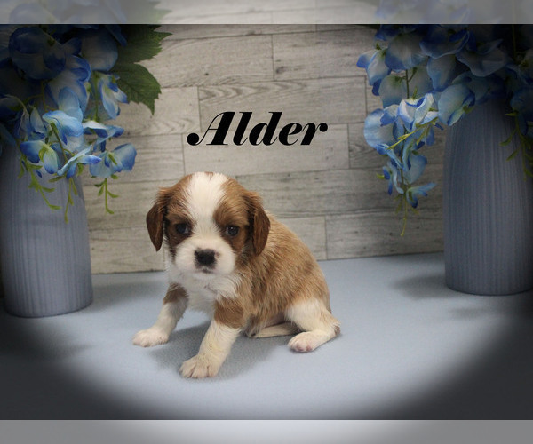 Medium Photo #11 Cavalier King Charles Spaniel Puppy For Sale in CHANUTE, KS, USA