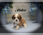 Small #10 Cavalier King Charles Spaniel