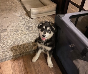 Samoyed-Siberian Husky Mix Puppy for sale in APPLEYARD, WA, USA