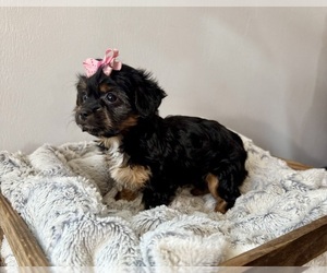 YorkiePoo Puppy for sale in NAPPANEE, IN, USA