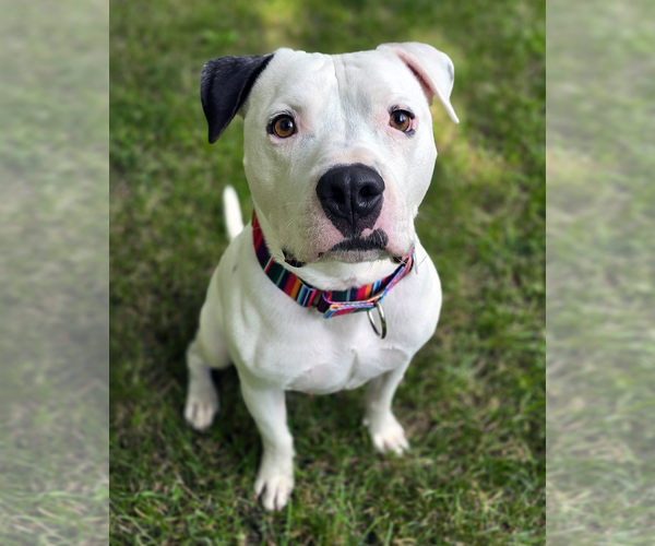 Medium Photo #1 American Pit Bull Terrier Puppy For Sale in Westminster, MA, USA