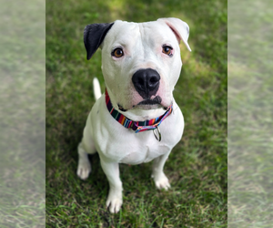 American Pit Bull Terrier Dogs for adoption in Westminster, MA, USA