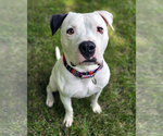 Small American Pit Bull Terrier