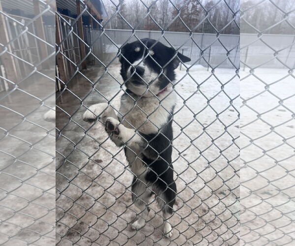 Medium Photo #4 Border Collie-Siberian Husky Mix Puppy For Sale in Webster, WI, USA