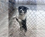 Small #3 Border Collie-Siberian Husky Mix