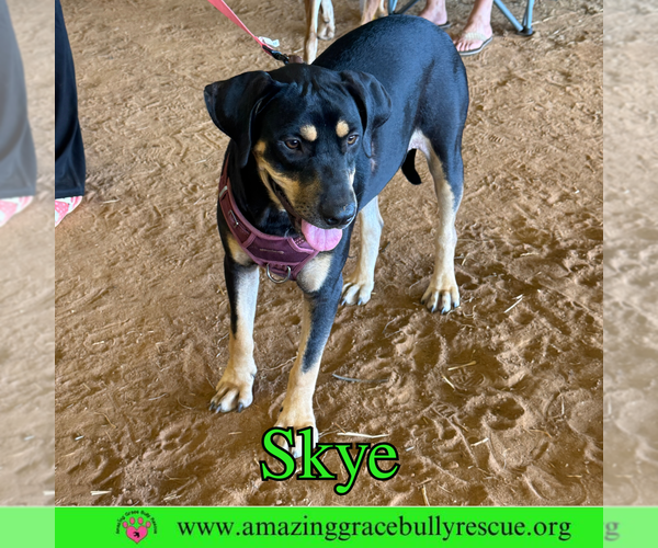 Medium Photo #3 Coonhound-Unknown Mix Puppy For Sale in Pensacola, FL, USA