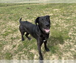 Small #2 Labrador Retriever Mix
