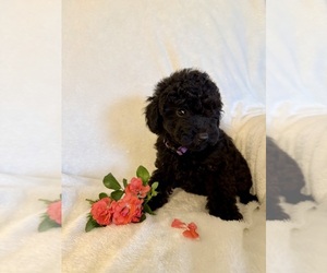 Yorkipoo Puppy for sale in MOCKSVILLE, NC, USA