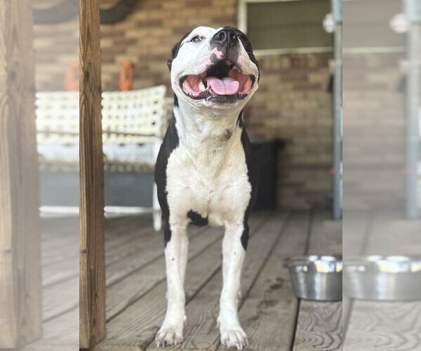 Medium Photo #4 American Staffordshire Terrier-Unknown Mix Puppy For Sale in Boston, MA, USA