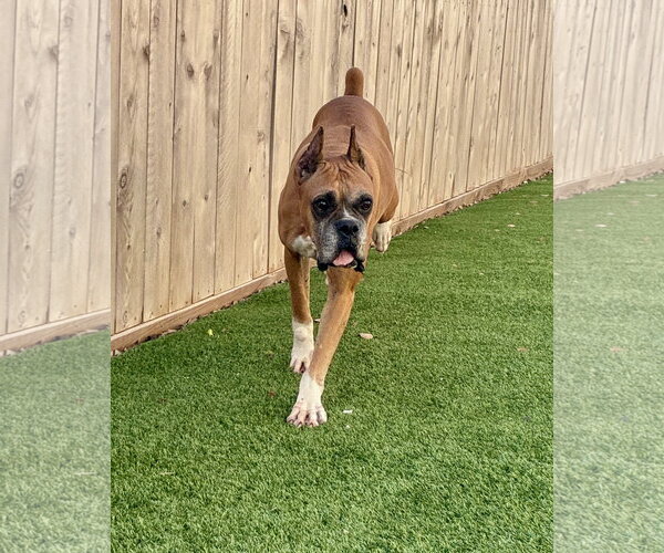 Medium Photo #4 Boxer Puppy For Sale in Dumont, NJ, USA