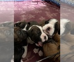 Small #5 Boxer