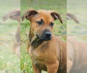 Mutt Dogs for adoption in Rockwall, TX, USA