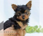Small Photo #4 Yorkshire Terrier Puppy For Sale in REINHOLDS, PA, USA