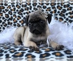 Small Photo #20 Pug Puppy For Sale in LAKELAND, FL, USA