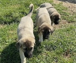 Small Photo #6 Anatolian Shepherd Puppy For Sale in LITTLE MEADOWS, PA, USA