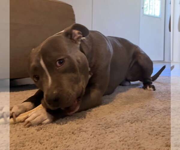 Medium Photo #5 American Pit Bull Terrier-Unknown Mix Puppy For Sale in Rocky Point, NC, USA
