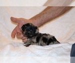 Small #4 Poodle (Toy)-YorkiePoo Mix