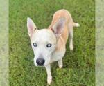 Small #2 Siberian Husky Mix