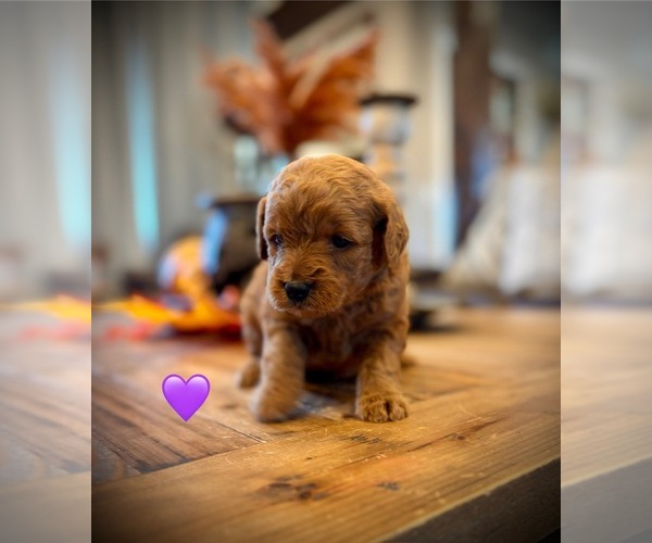 Medium Photo #4 Goldendoodle (Miniature) Puppy For Sale in SAINT JAMES, MO, USA