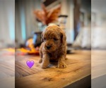 Small #3 Goldendoodle (Miniature)