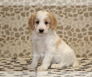 Miniature Bernedoodle Puppy for sale in DENVER, PA, USA