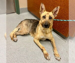 German Shepherd Dog Dogs for adoption in Rancho Cucamonga, CA, USA