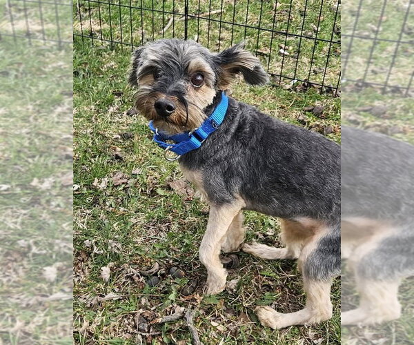 Medium Photo #2 Shih Tzu-Unknown Mix Puppy For Sale in Glen Haven, WI, USA