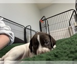 Puppy Puppy 1 German Shorthaired Pointer