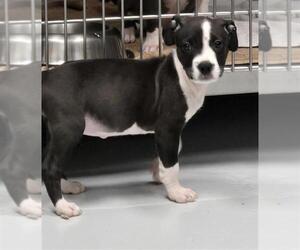 American Pit Bull Terrier Dogs for adoption in Conroe, TX, USA