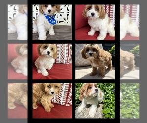 Cavapoo Puppy for sale in RICHMOND, IL, USA