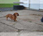 Small Photo #1 Dachshund Puppy For Sale in GREENWOOD, WI, USA