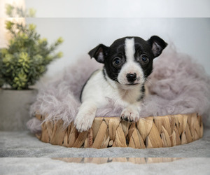 Chihuahua Litter for sale in MONROE, IN, USA
