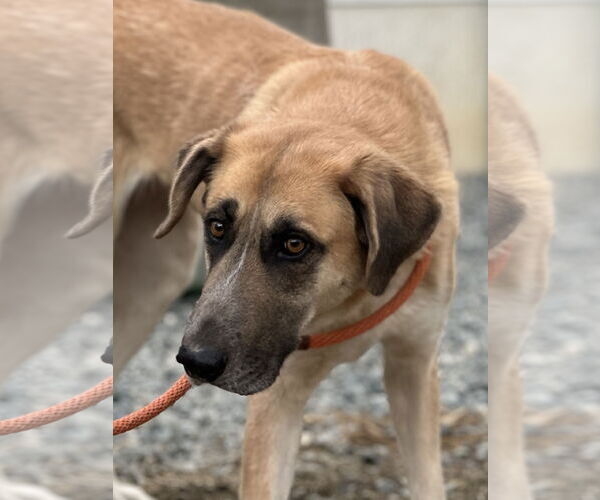 Medium Photo #5 Great Pyrenees-Unknown Mix Puppy For Sale in Thomasville, NC, USA