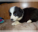 Small Photo #32 Australian Shepherd-Pembroke Welsh Corgi Mix Puppy For Sale in GALLEGOS, NM, USA