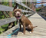 Small #4 American Pit Bull Terrier Mix