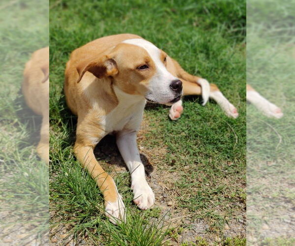 Medium Photo #5 Boxer-Rhodesian Ridgeback Mix Puppy For Sale in Talladega, AL, USA