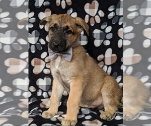 Malinois Puppy for sale in PARADISE, PA, USA