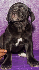 Cane Corso Puppy for sale in TAMPA, FL, USA