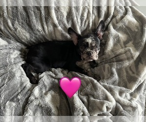 French Bulldog Puppy for sale in COLORADO SPRINGS, CO, USA