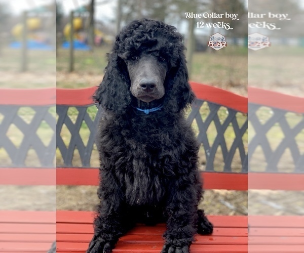 Medium Photo #4 Poodle (Standard) Puppy For Sale in PAW PAW, MI, USA