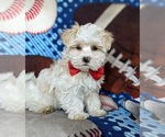 Small Photo #2 Maltese Puppy For Sale in ATGLEN, PA, USA