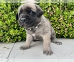 Small Photo #5 Mastiff Puppy For Sale in HOCKLEY, TX, USA